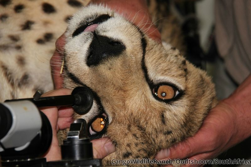 Illustration for article titled ZOMG CONSOLIDATED CUTENESS OF THE BABY ANIMALS!!!